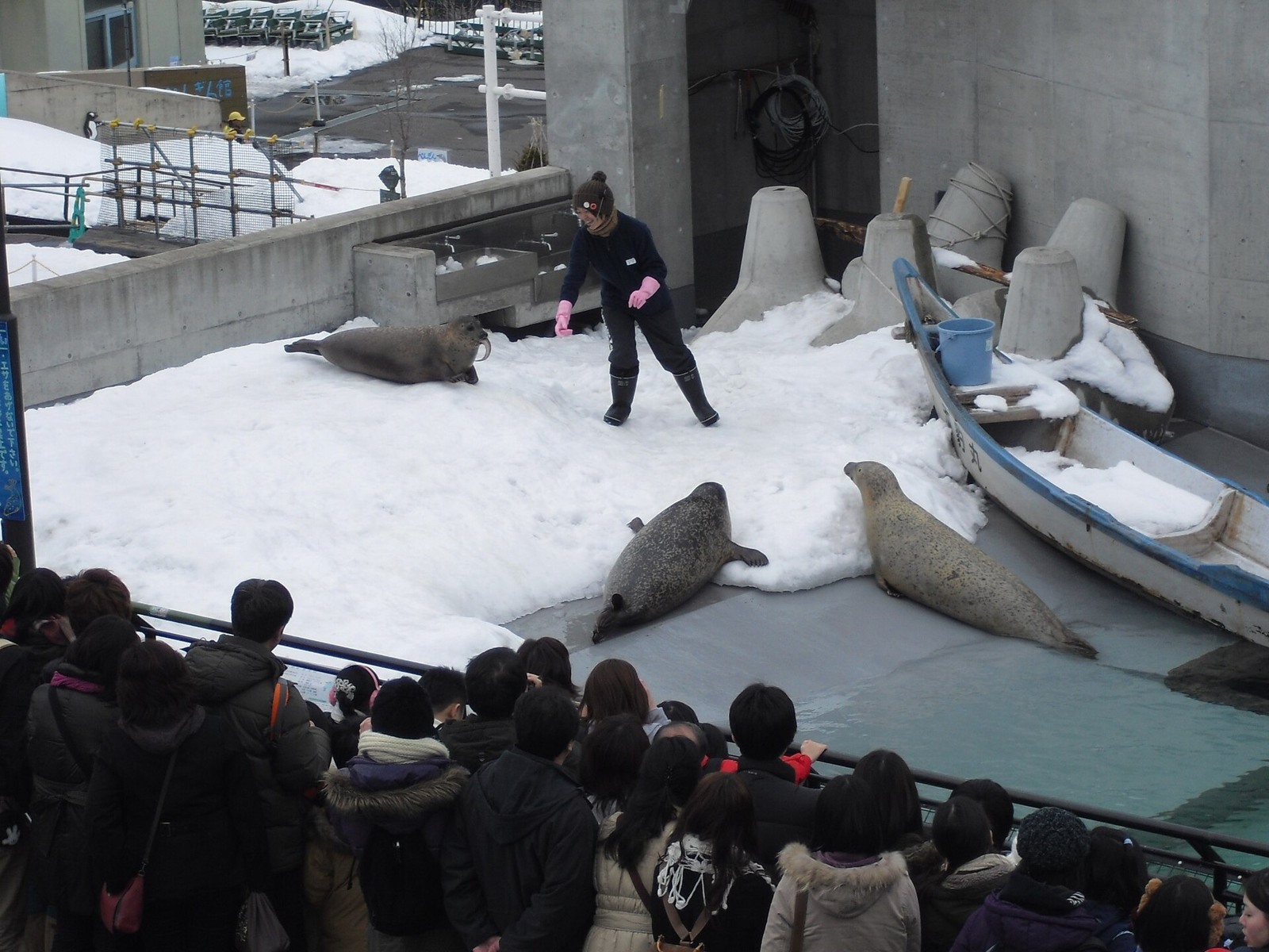 Seals and a keeper at Asahiyama Zoo in an earlier winter-season scene.
