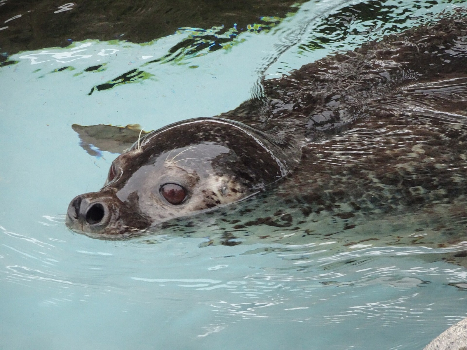 A swimming seal at Asahiyama Zoo.