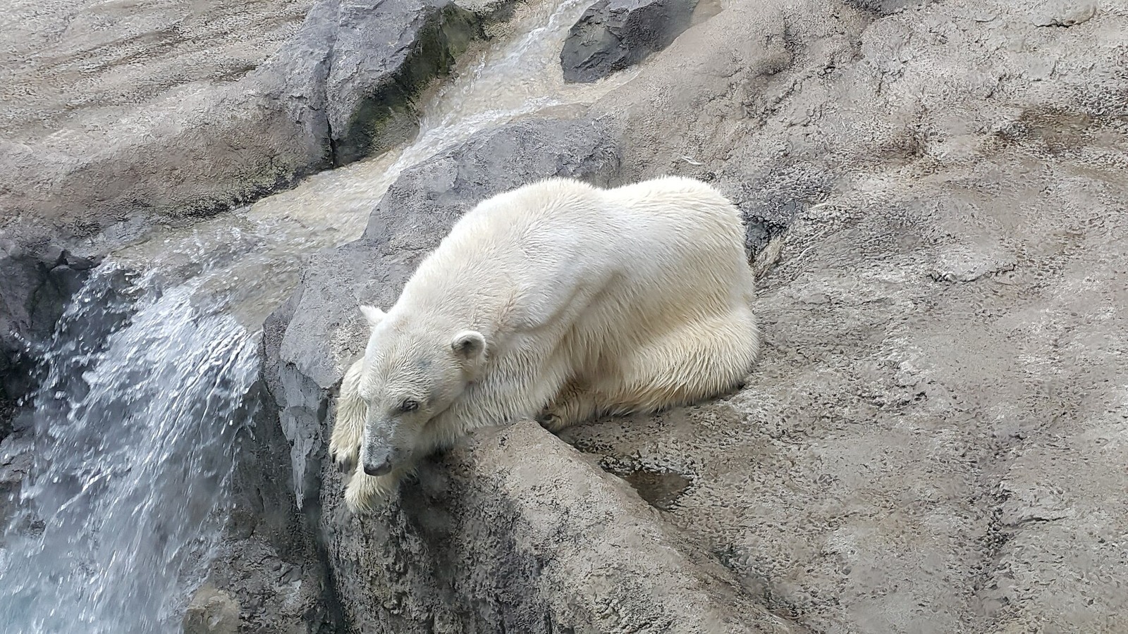 A polar bear in its zoo enclosure.