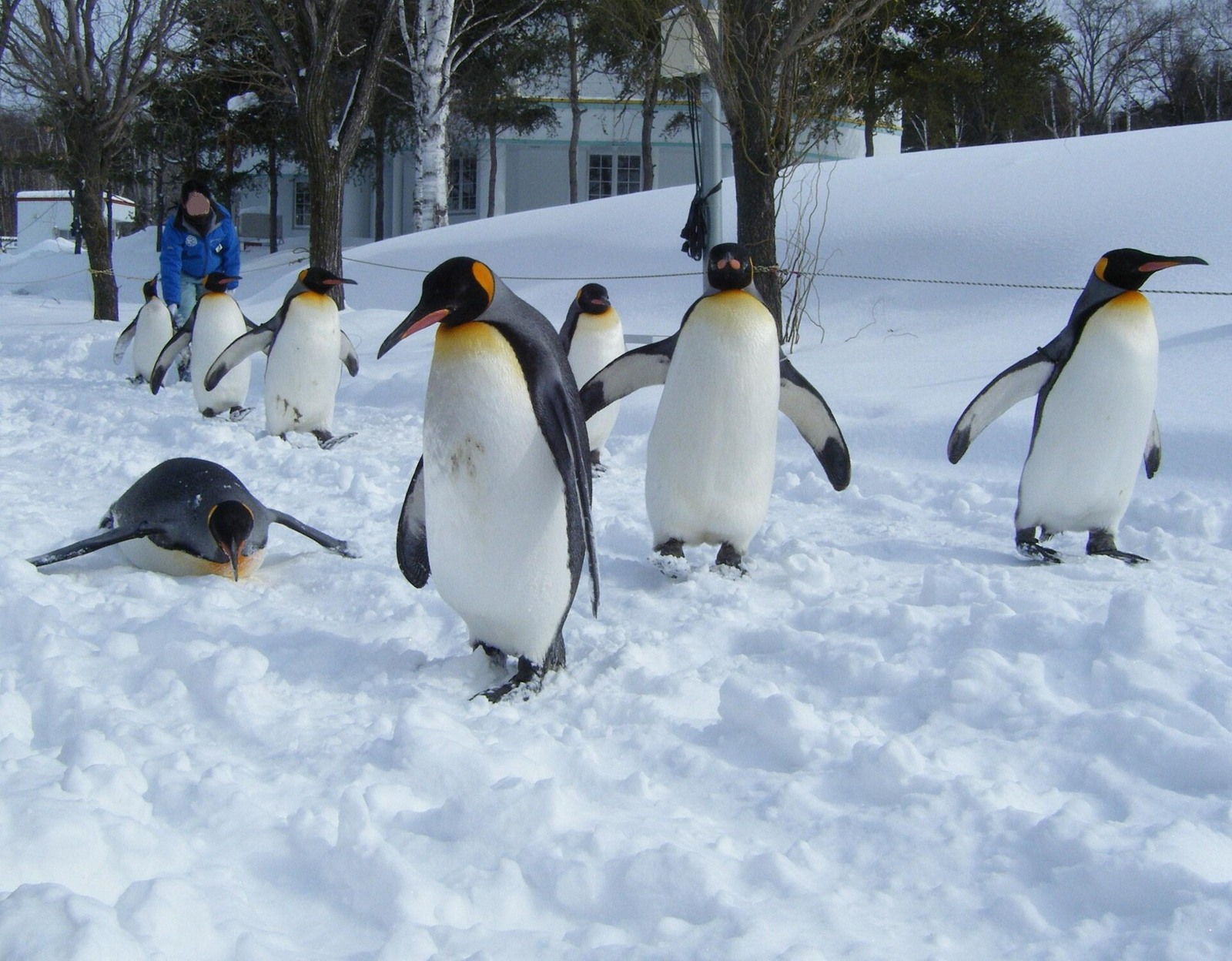 Penguins walking through snow at Asahiyama Zoo in an earlier winter scene.