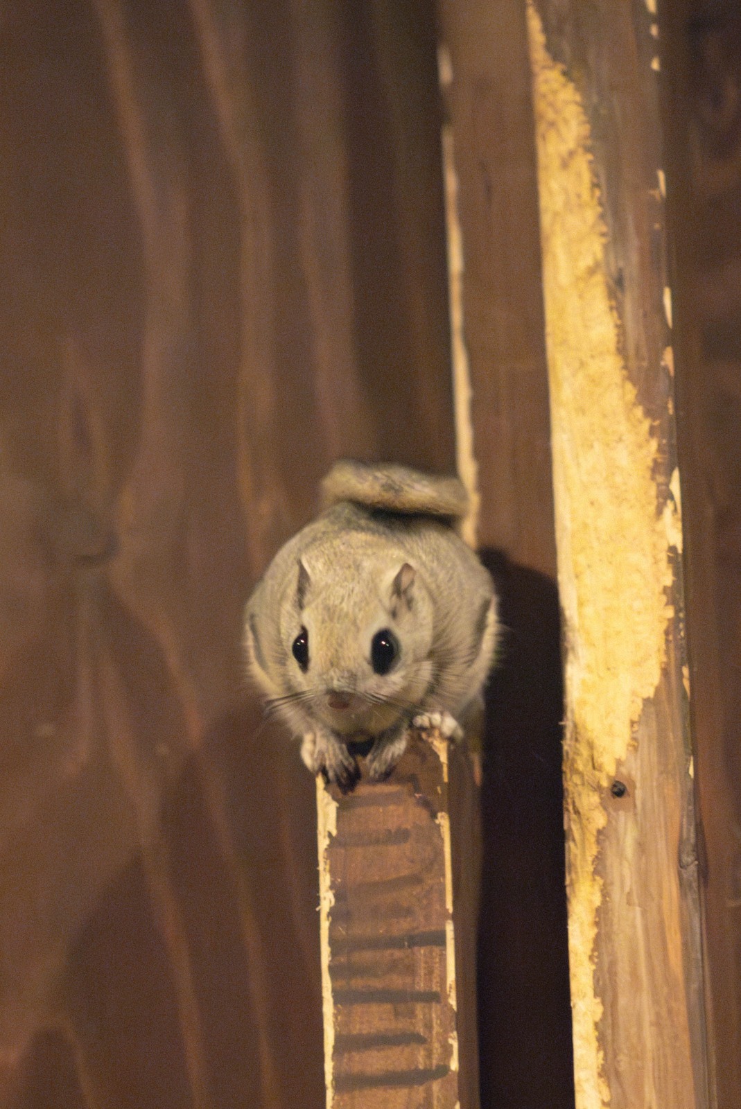 A Siberian flying squirrel at Asahiyama Zoo.