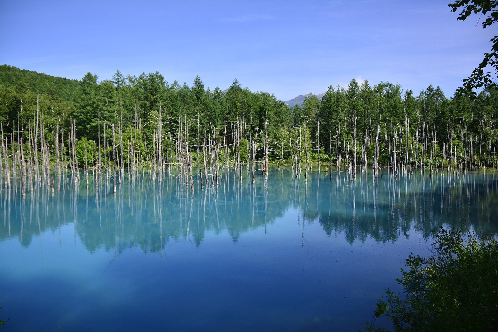 Standing trees reflected in Shirogane Blue Pond in July.