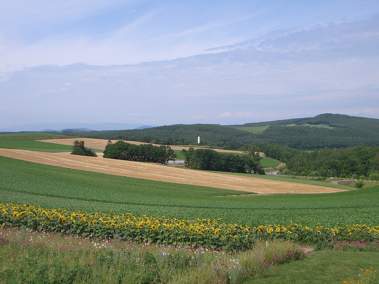 Patchwork fields on Biei’s hills in August.