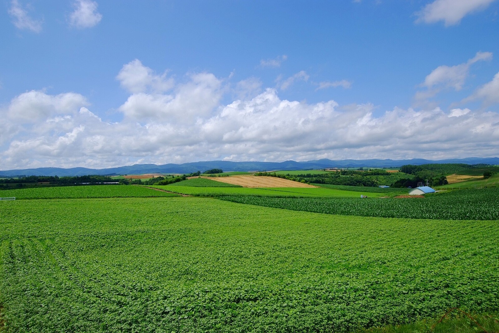 Summer farmland viewed from Shinei-no-Oka in Biei.