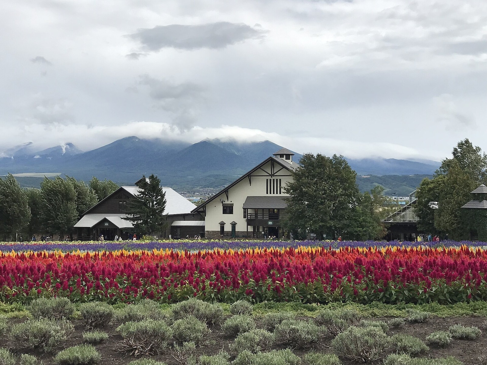Flower beds and buildings at Farm Tomita in August.
