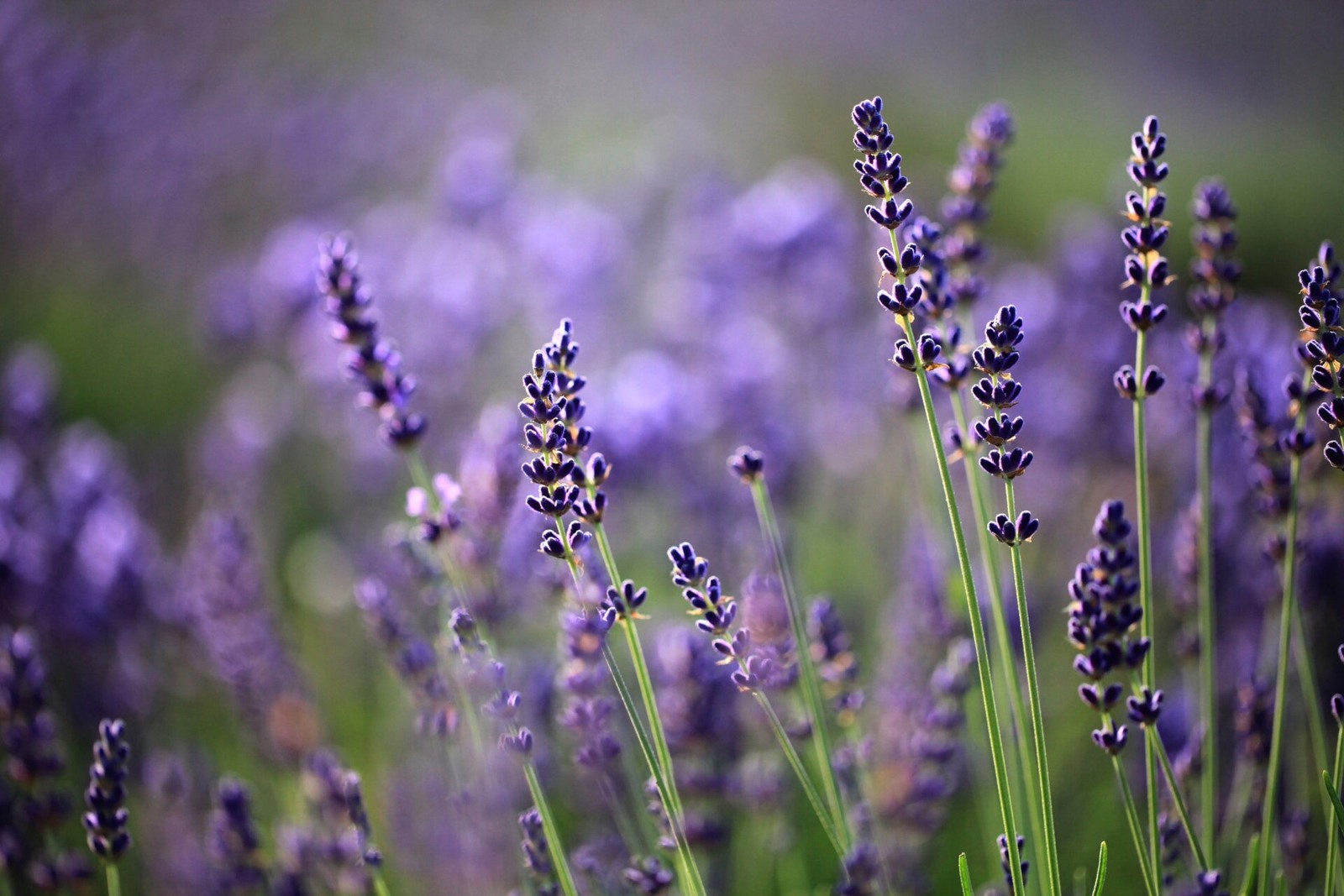 A close view of lavender flowers at Farm Tomita in July.