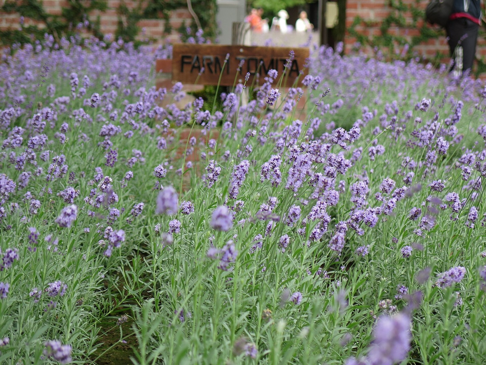 Lavender beside a Farm Tomita sign in August.