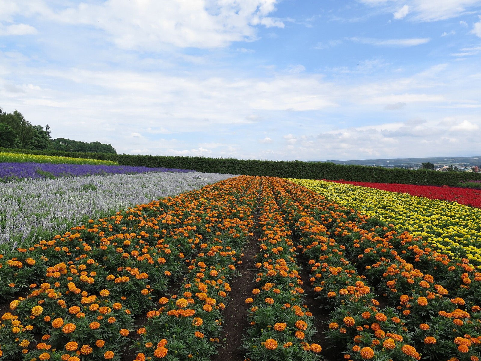 Bands of summer flowers across the farm.