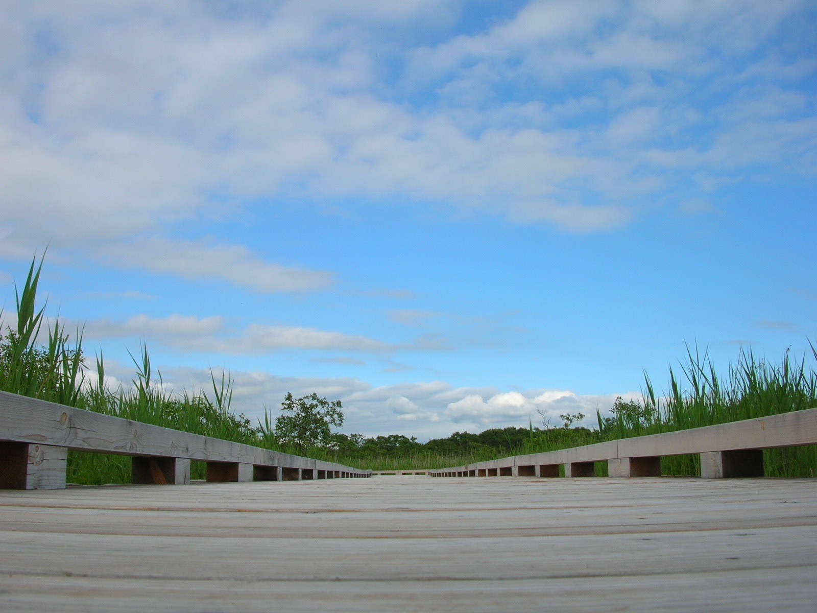 A low view along a wetland boardwalk in Kushiro.