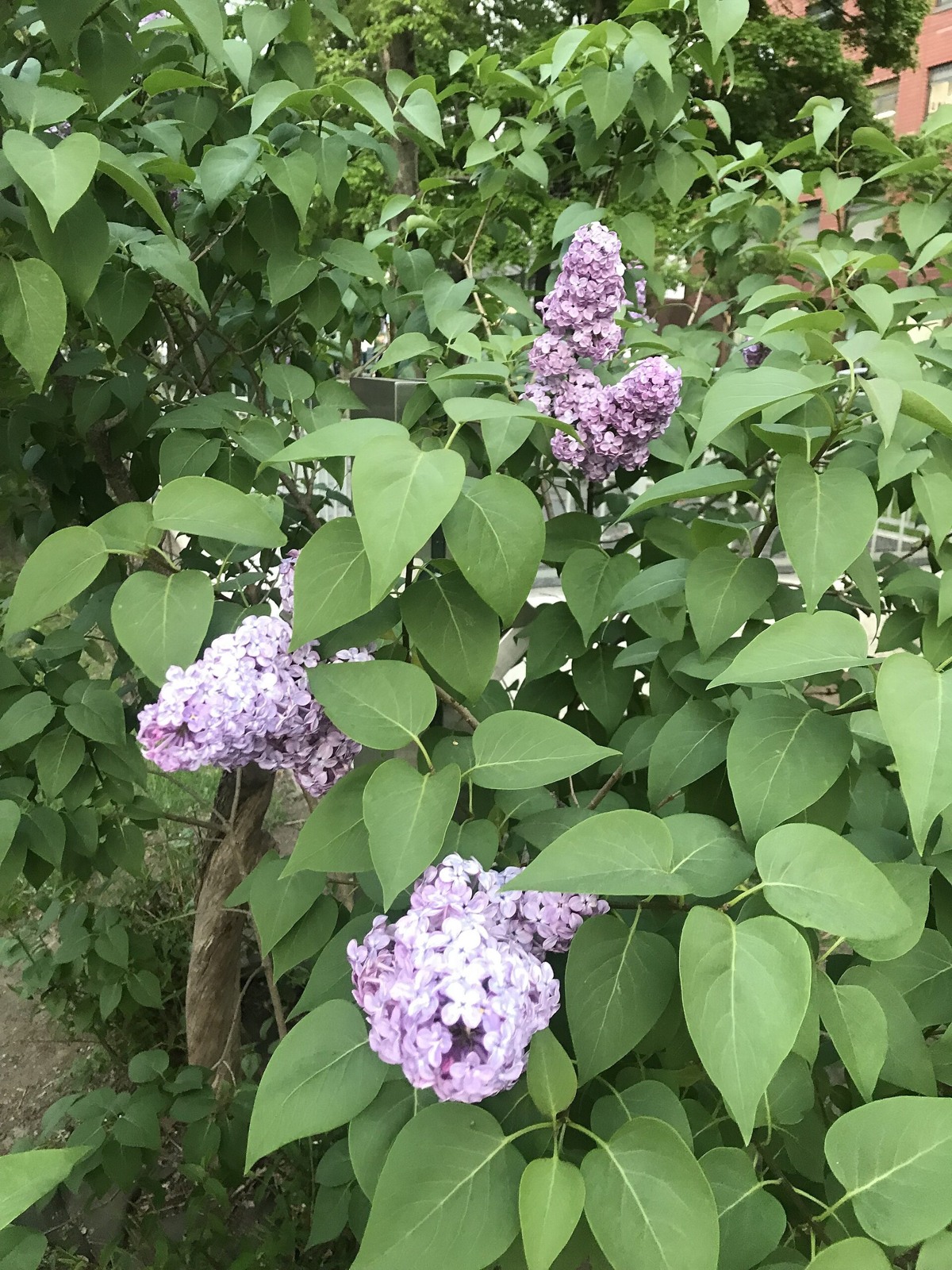Lilac flowers in Odori Park in May.