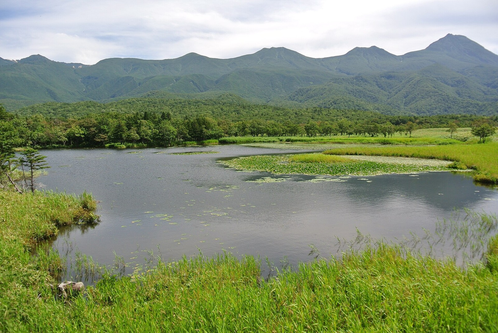 Water plants and mountains at Shiretoko Five Lakes in August.