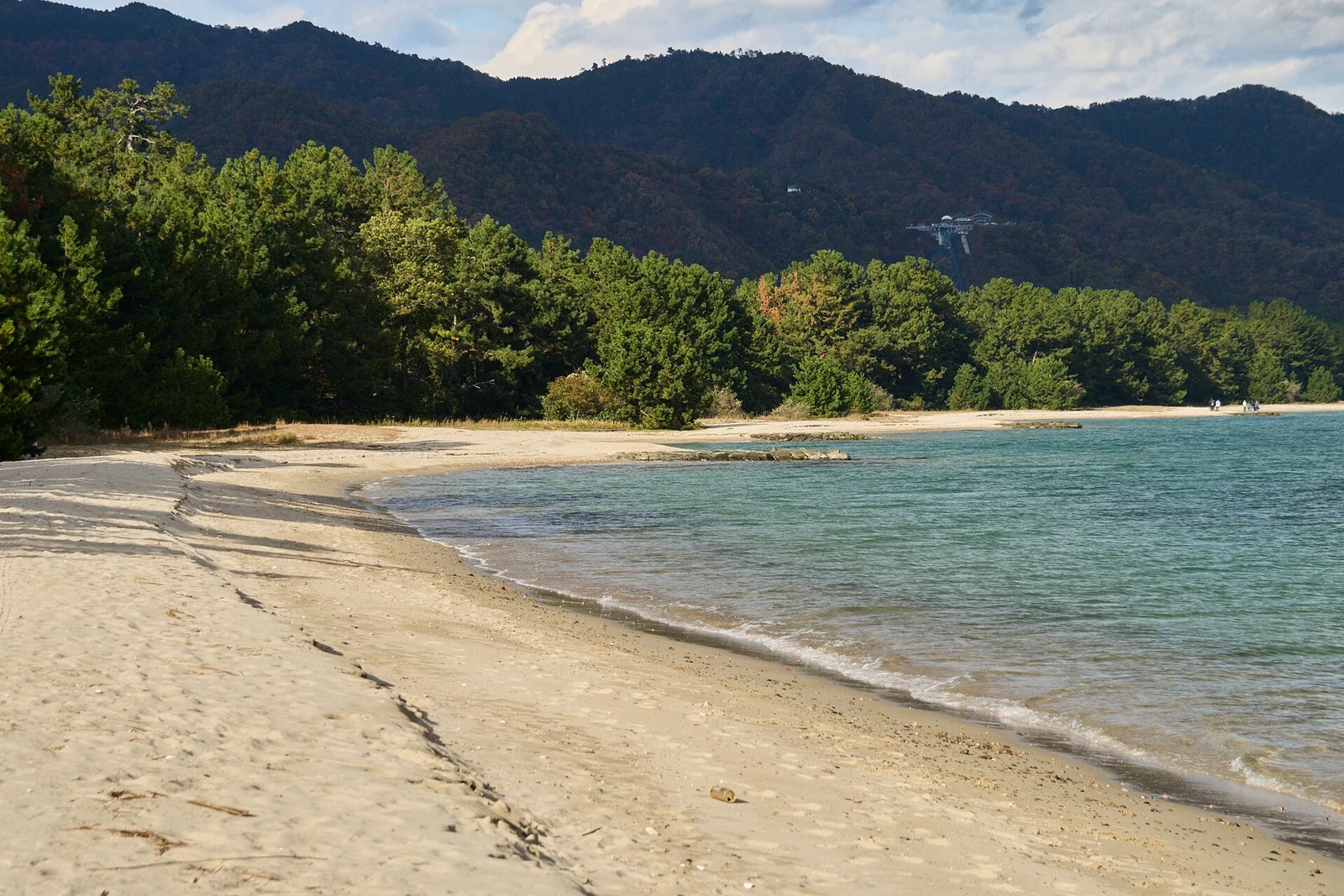 A sandy shore beside the pines.
