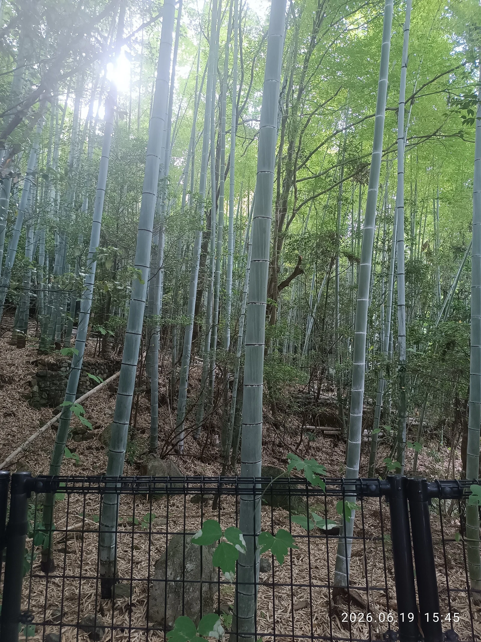 Looking up into Arashiyama’s tall bamboo.