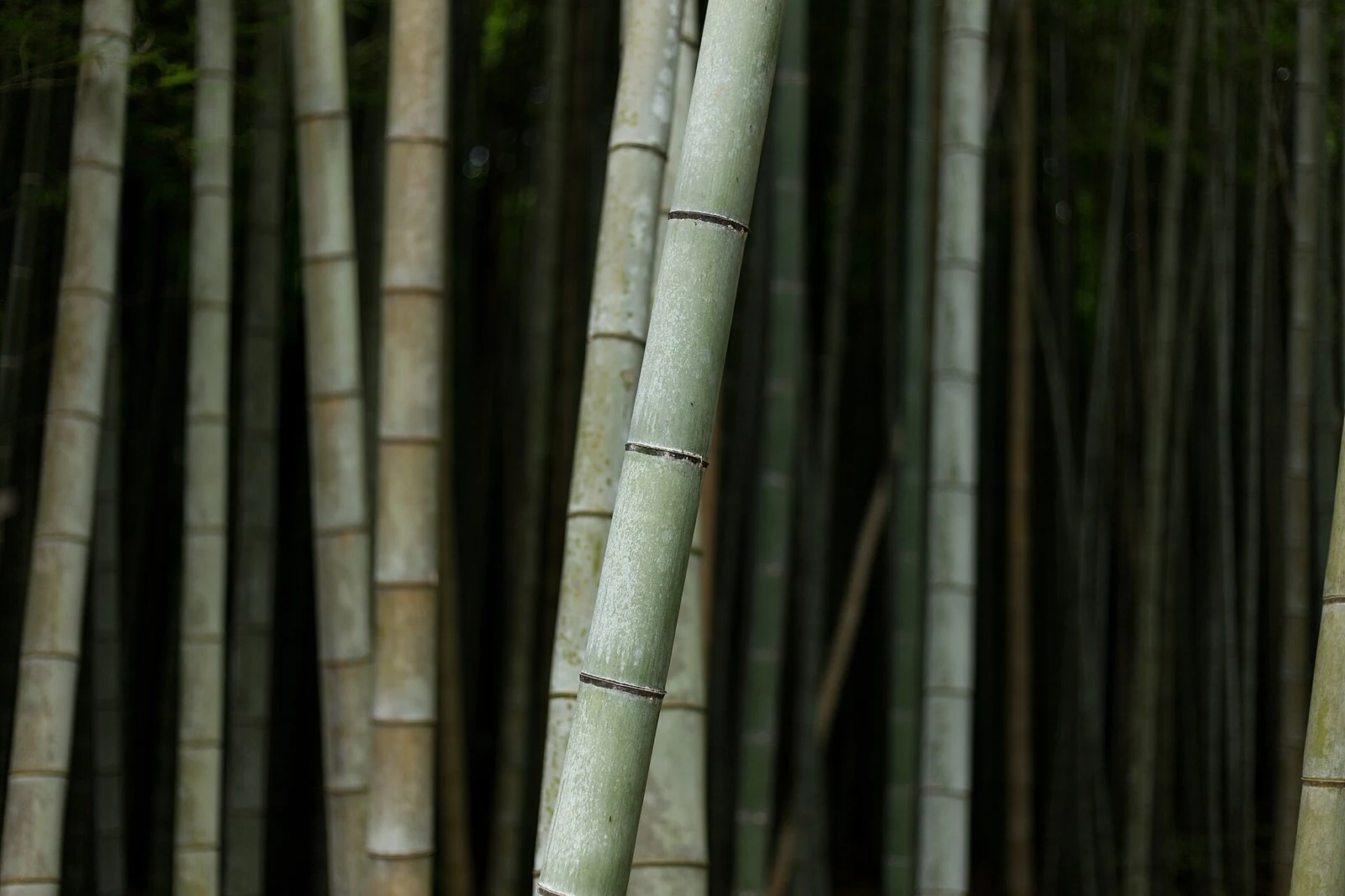 A close view of the layered green bamboo stems.