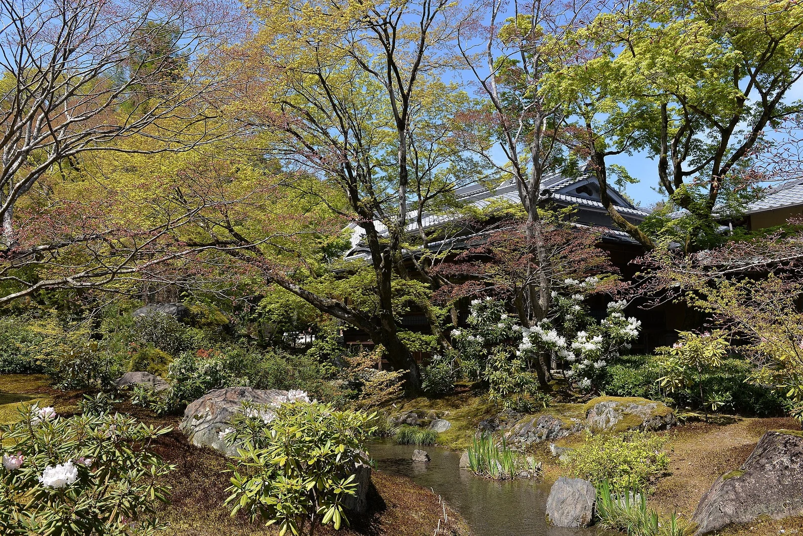 Pond and planting in Tenryu-ji’s garden.