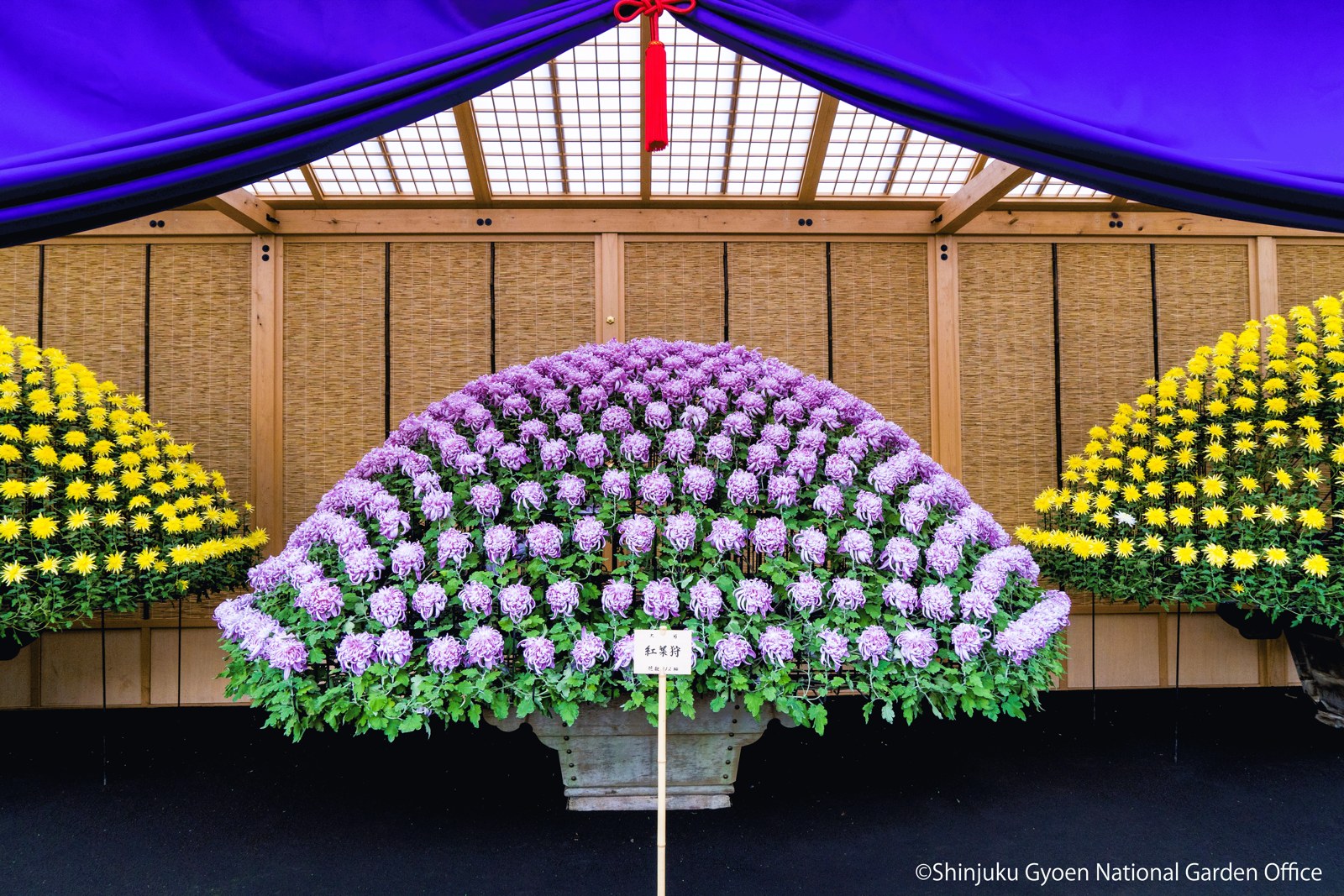 Ozukuri chrysanthemum display.