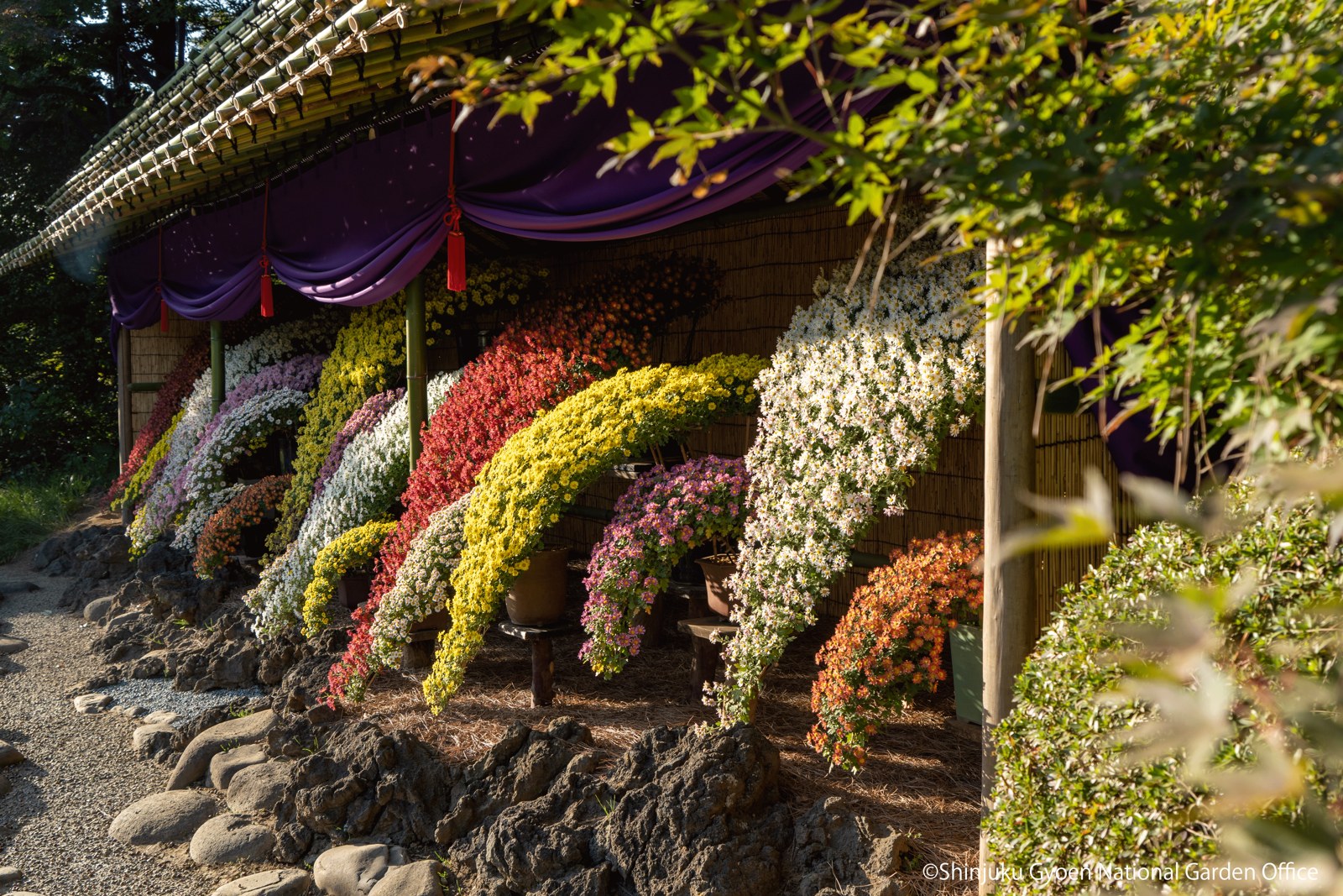 Cascading chrysanthemums beneath the exhibition shelter.