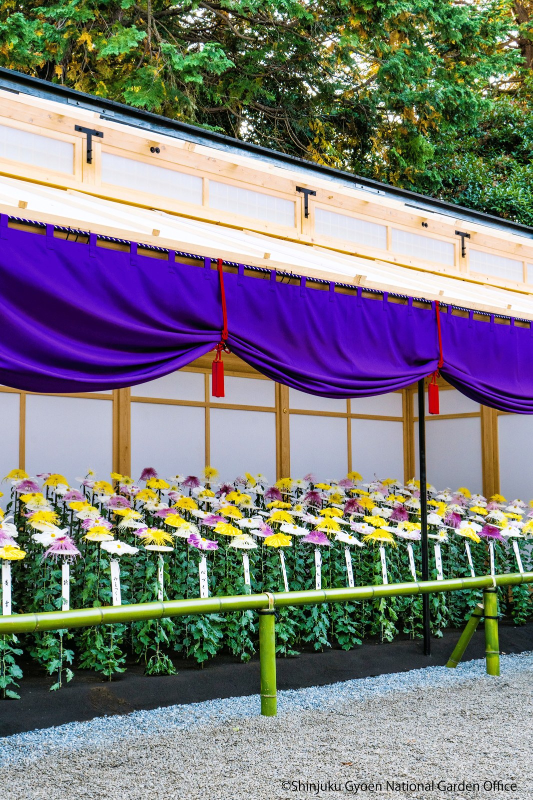 Chrysanthemums and the exhibition shelter.