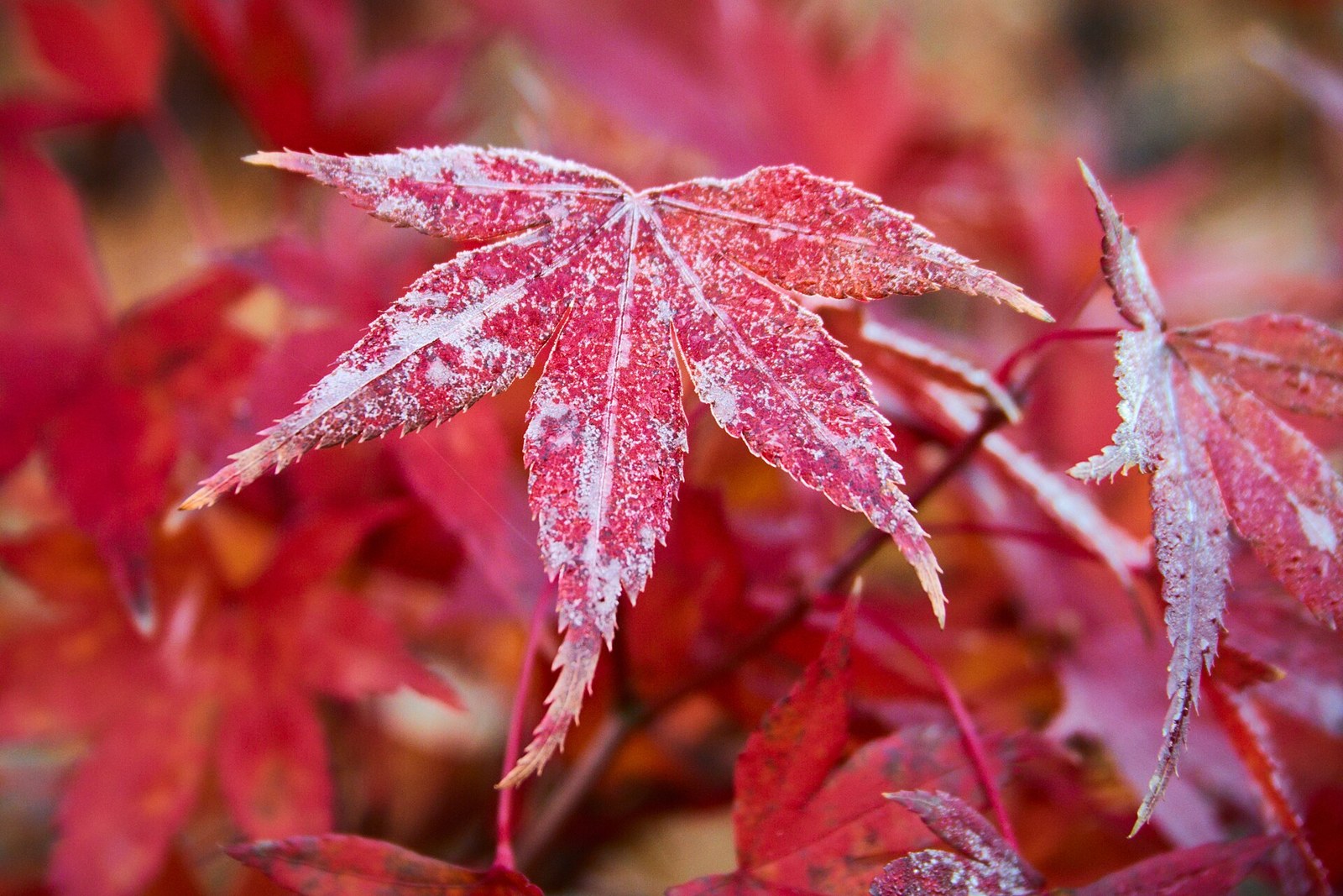 Frost-covered Japanese maple (Acer palmatum) leaves in autumn colour.
