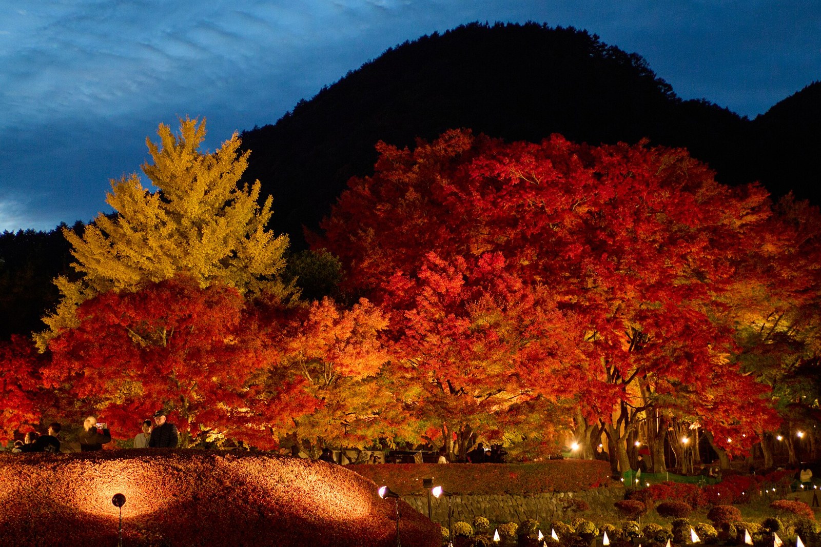Illuminated autumn foliage trees at night in Kawaguchiko.