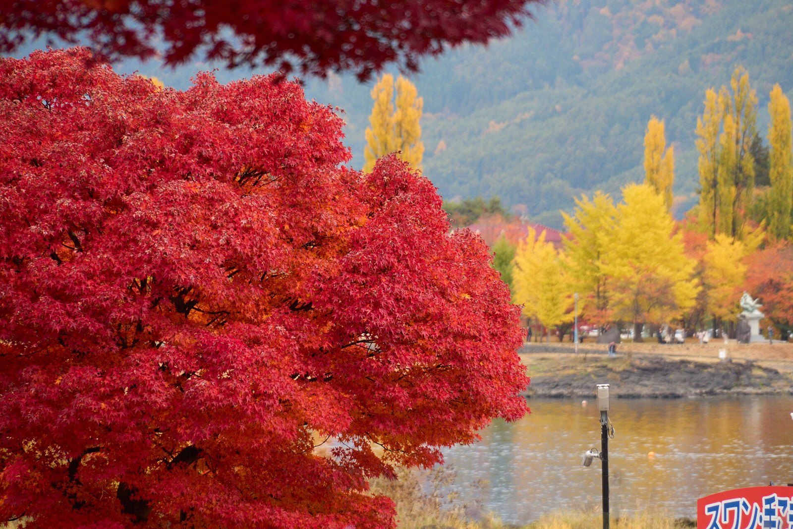 Japanese maple and ginkgo trees in autumn foliage beside a lake at Kawaguchiko.