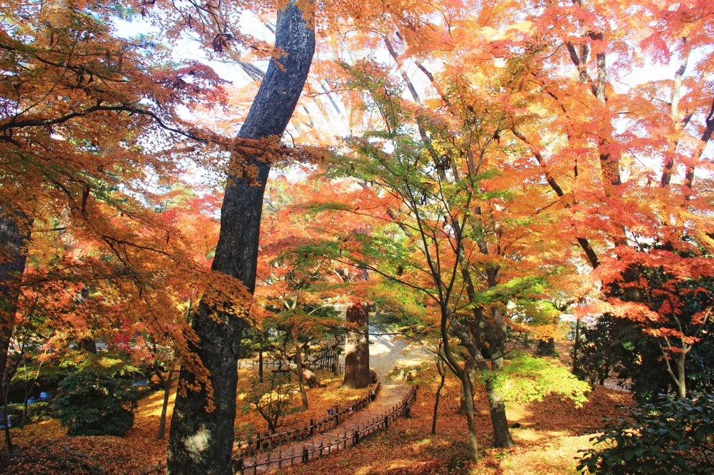 An autumn path beneath the maples at Kenrokuen.