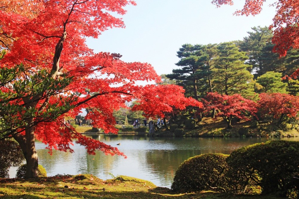 Red maples beside a pond in Kenrokuen.