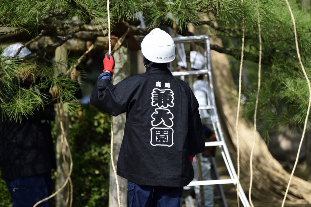 Preparing the supporting ropes for winter at Kenrokuen.
