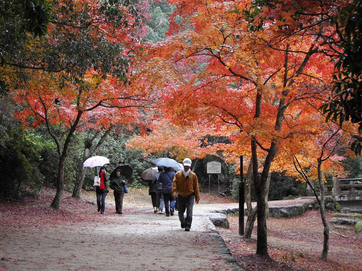 An autumn walk among the maples in Momijidani.