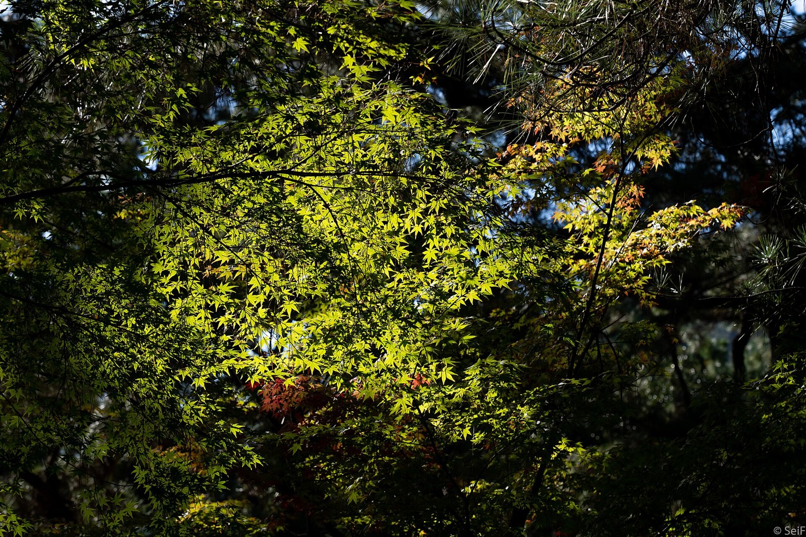 Ritsurin Garden is one of the most famous historical gardens in Japan. The garden is situated in the city of Takamatsu and is considered one of its main attractions. The garden contains a tea house, various folk art and craft exhibits, as well as various folk art and craft items for sale.