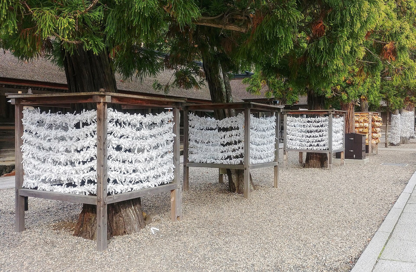 Omikuji tied in the grounds of Izumo Taisha.