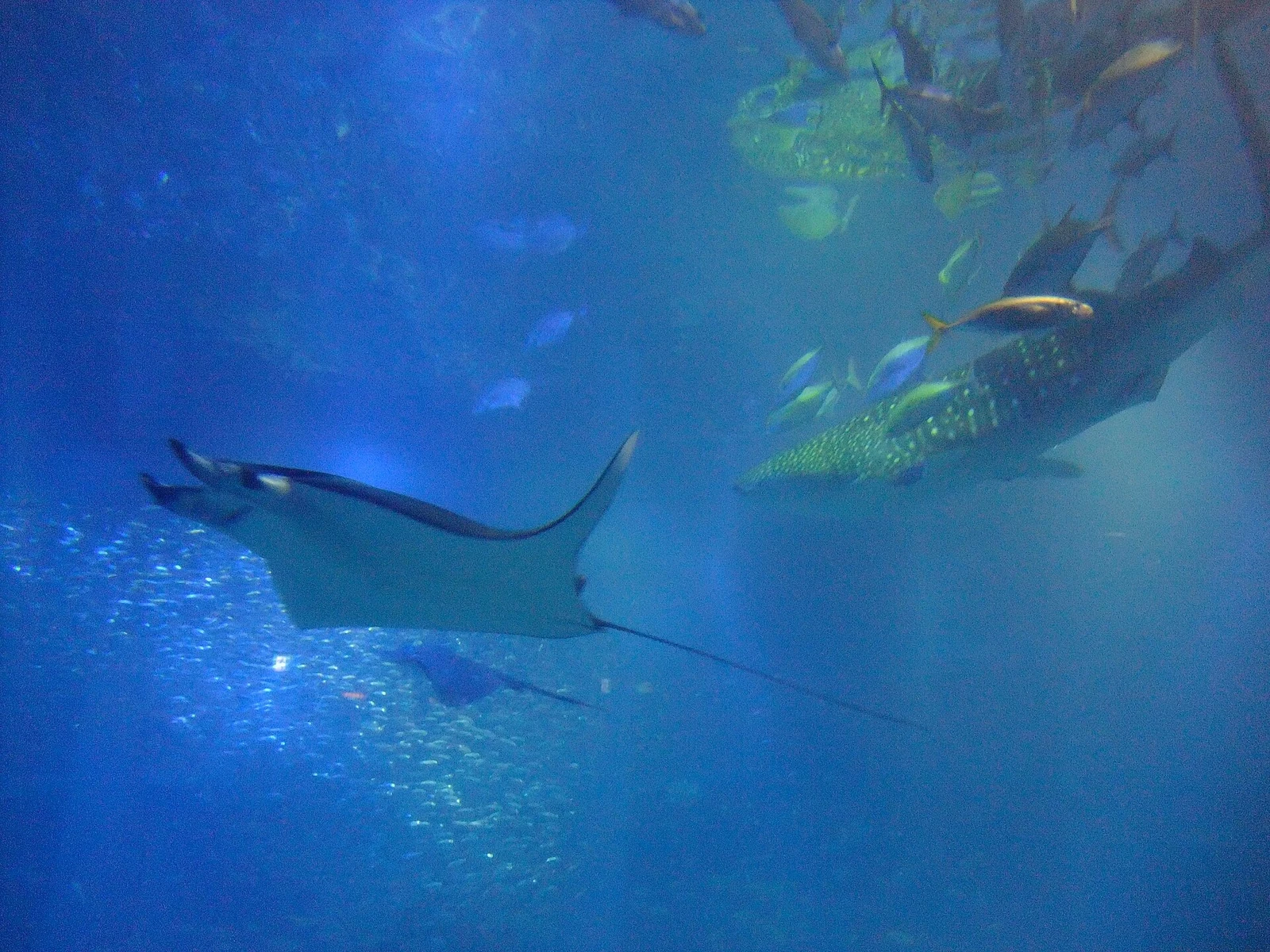 A ray and whale shark in the large tank in December 2012.