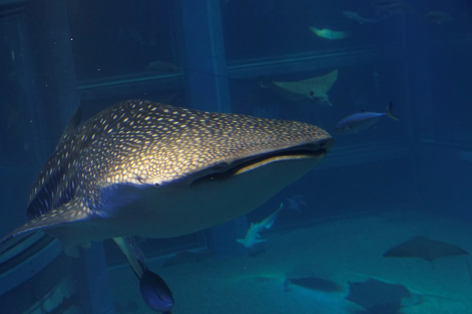 A closer view of a whale shark in March 2016.