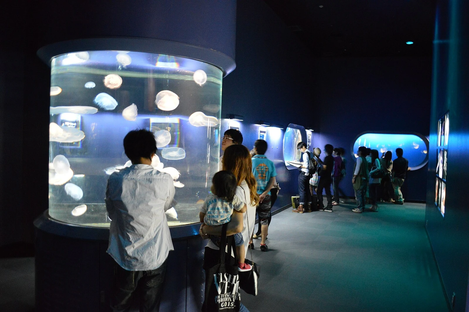A jellyfish display in the aquarium in September 2013.