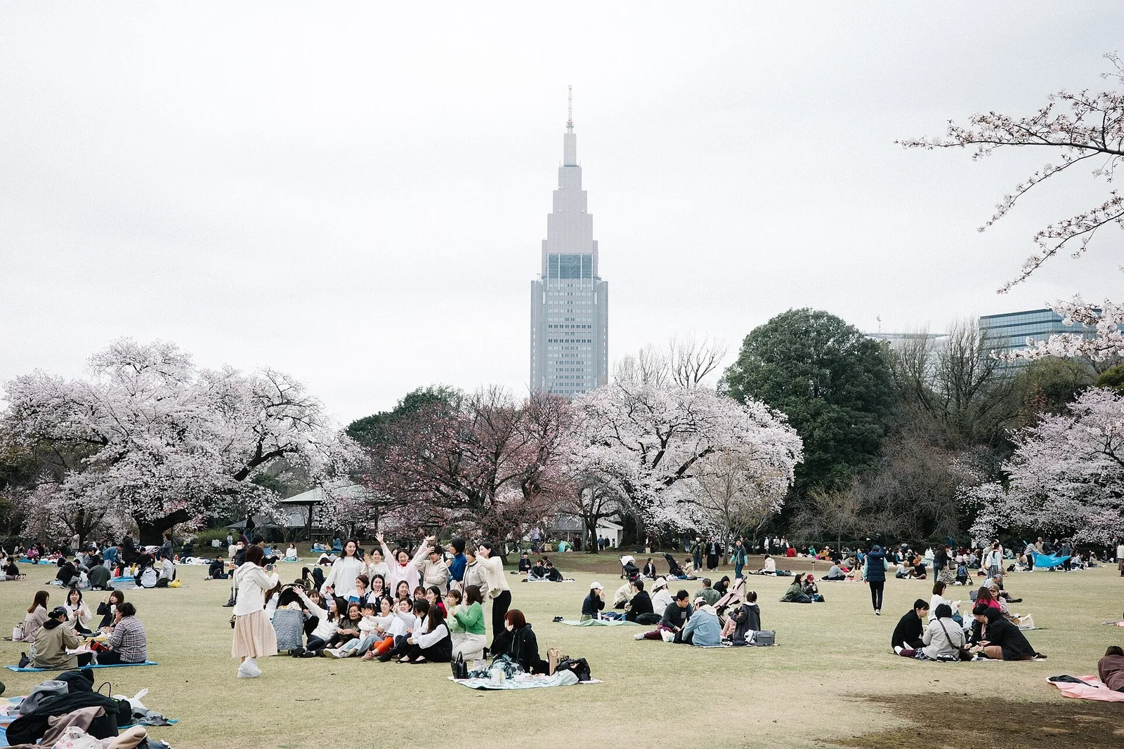 Cherry-blossom season in Shinjuku Gyoen in April 2024.
