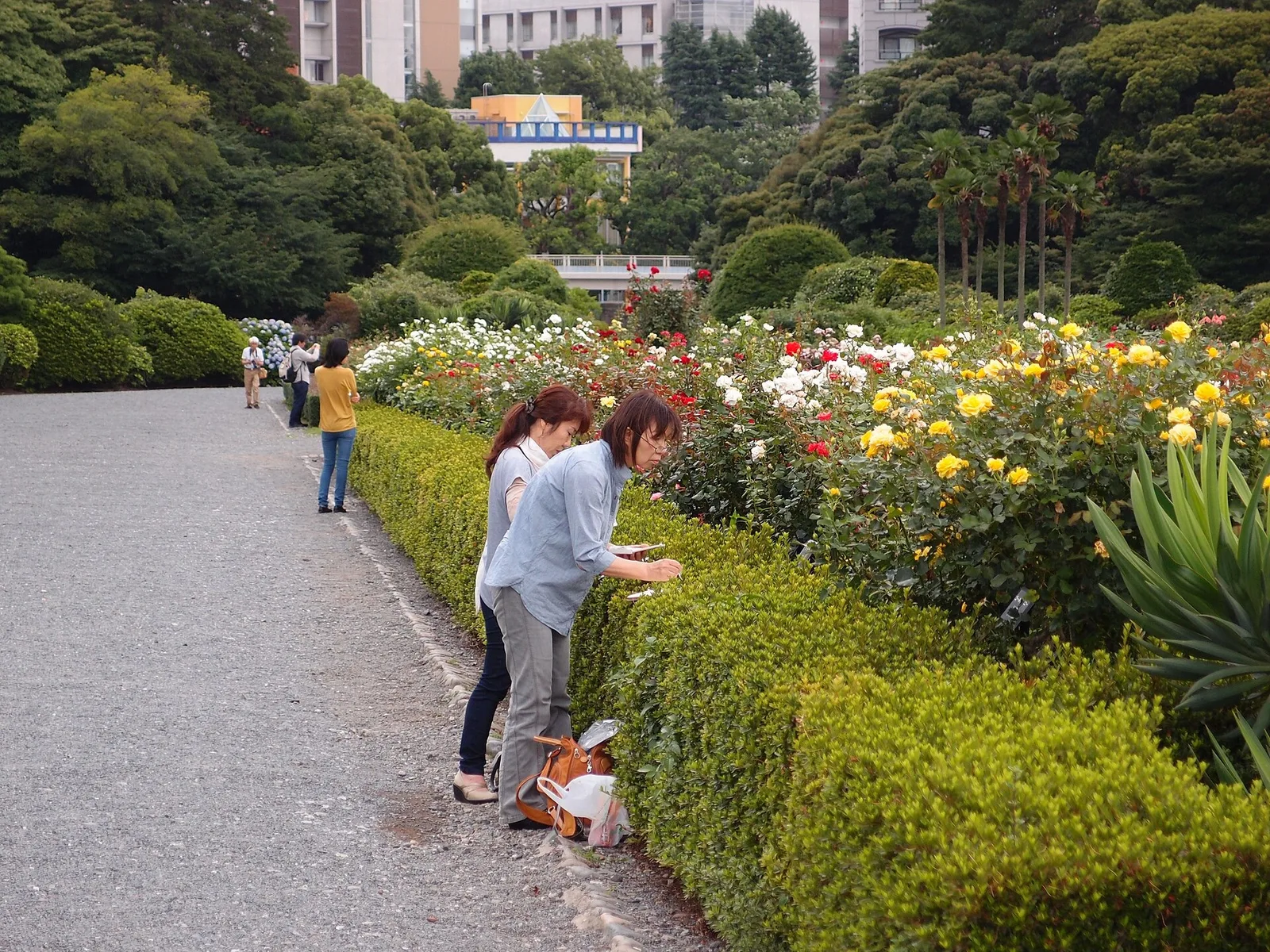 Flowers in Shinjuku Gyoen's formal garden, photographed in July 2013.