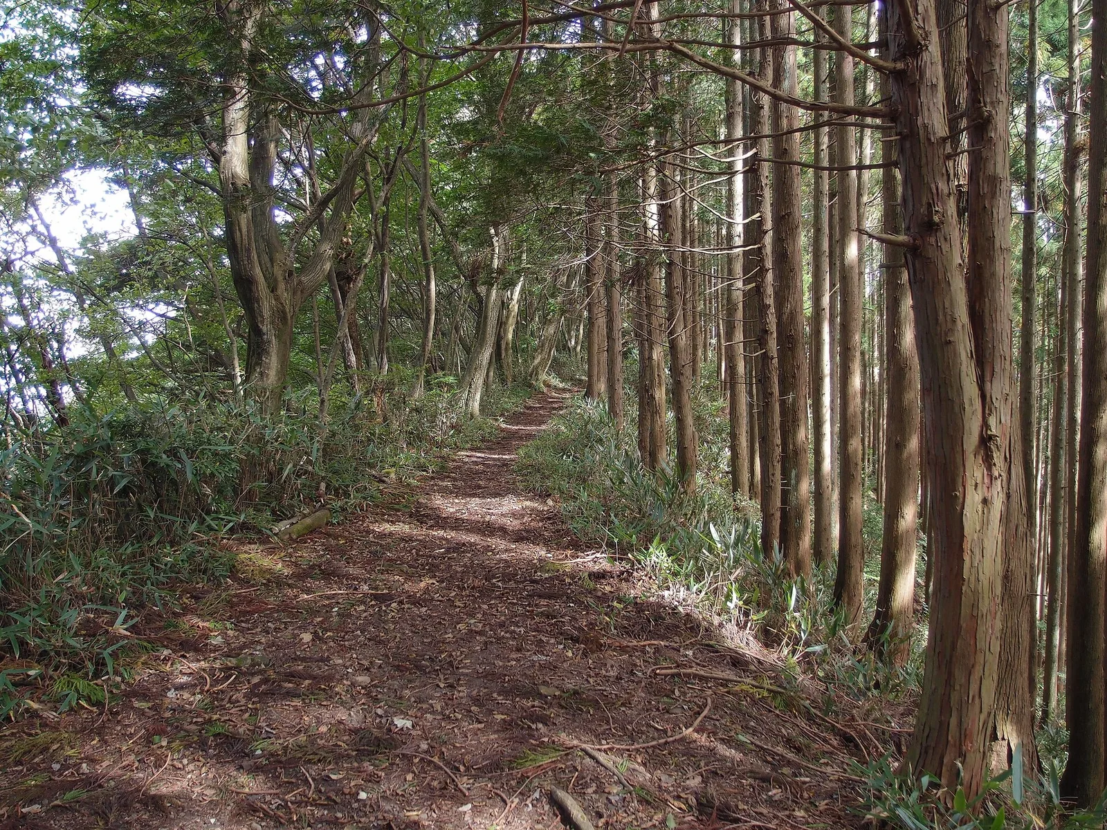 A wooded walking path on the route between Mitake and Okutama, photographed in October 2013.