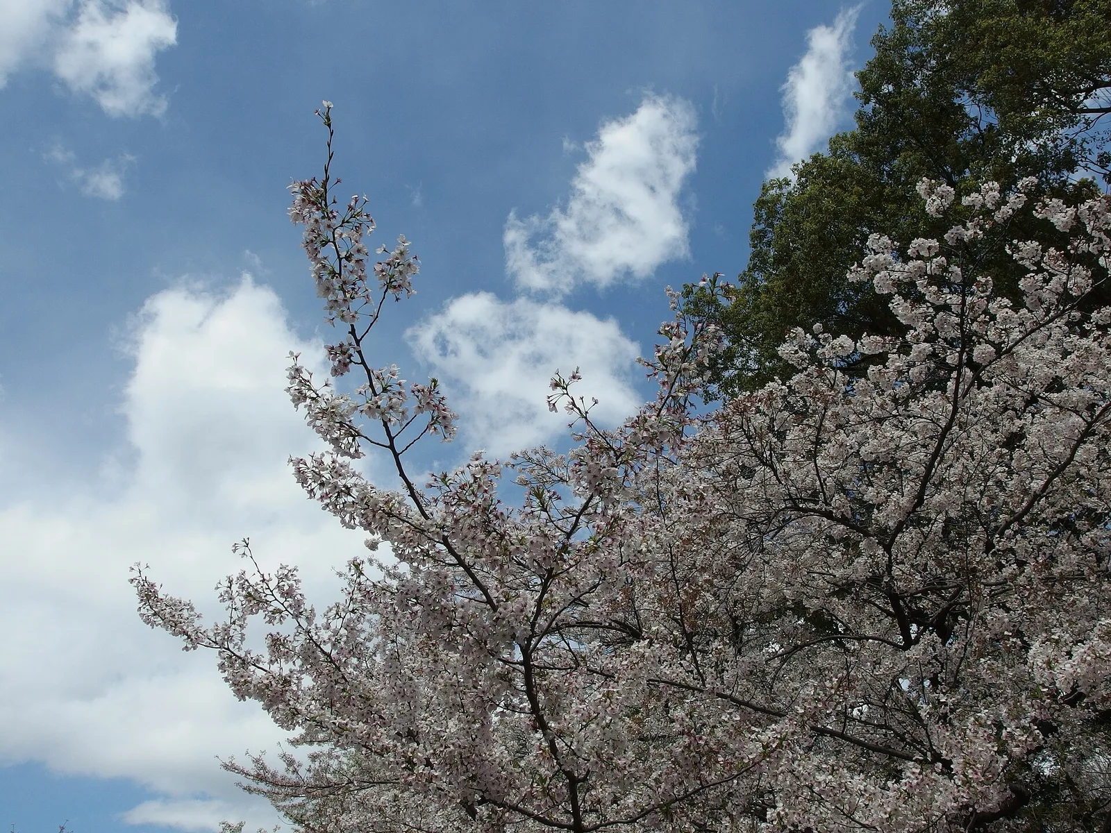 Cherry blossoms in Ueno Park in April 2014.