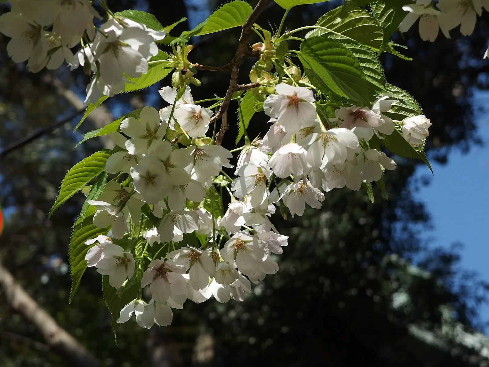A closer look at spring cherry blossoms in Ueno Park.