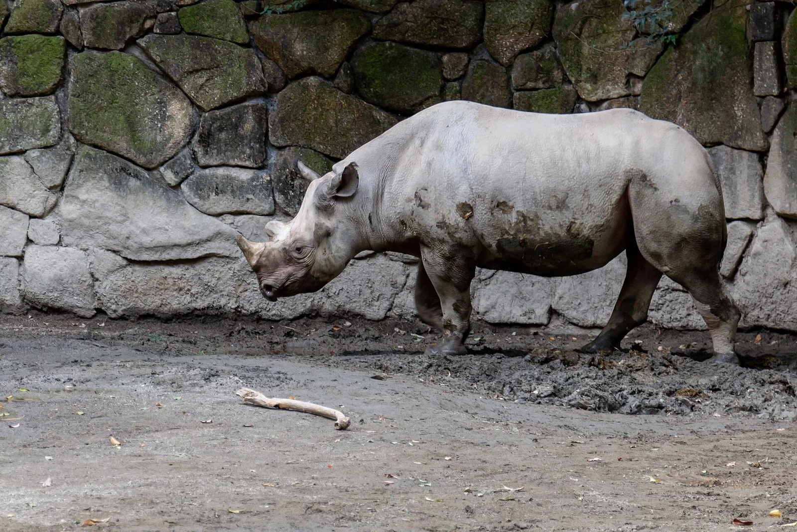 A rhinoceros photographed at Ueno Zoo in November 2018.